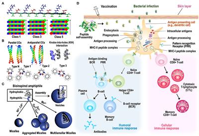 Frontiers | Supramolecular Self-Assembled Peptide-Based Vaccines ...